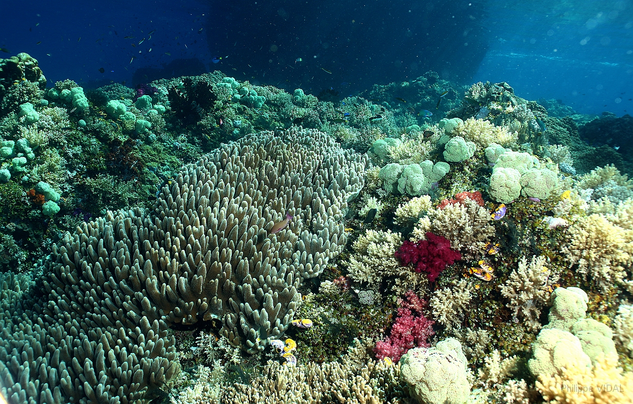 Raja Ampat 2016 - Corail - IMG_4932_rc.jpg